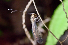 Ascalohybris subjacens