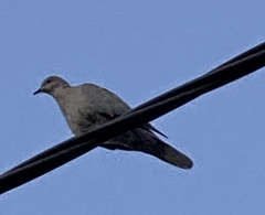Streptopelia decaocto