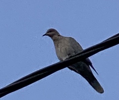 Streptopelia decaocto