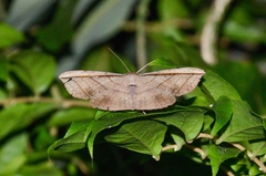 Plesiomorpha flaviceps