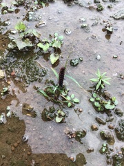 Lepidoptera