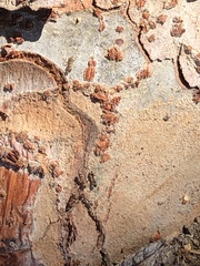 Formicoidea