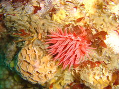 Pseudactinia flagellifera