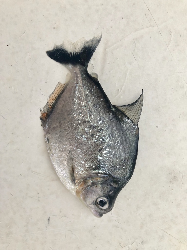 Striolated piranha (Pristobrycon striolatus) — Serrasalmidae