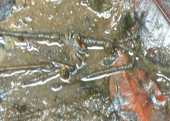 Episesarma palawanense
