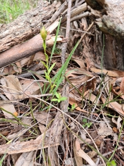 Pterostylis viriosa