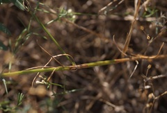 Asperula tenella