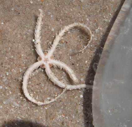 Ophiocnemis marmorata