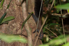 Sundasciurus hippurus