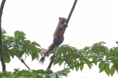 Callosciurus caniceps