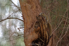 Callosciurus caniceps