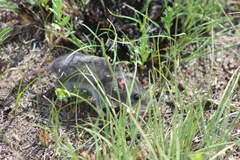 Onychomys leucogaster