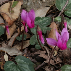 Cyclamen repandum