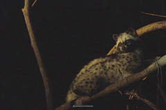 Paradoxurus hermaphroditus