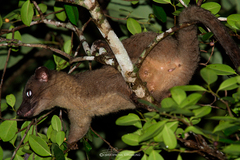 Arctogalidia trivirgata