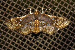 Omphisa