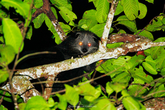 Arctictis binturong