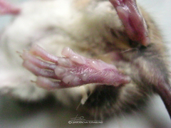 Vandeleuria oleraceus