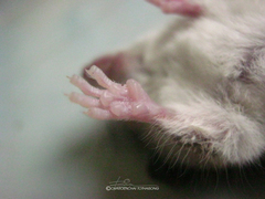 Vandeleuria oleraceus