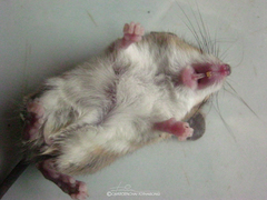 Vandeleuria oleraceus