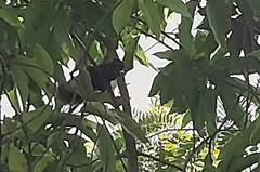 Callosciurus notatus