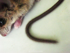 Vandeleuria oleraceus