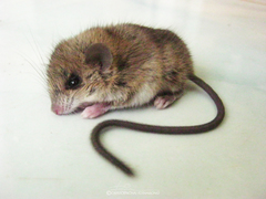 Vandeleuria oleraceus