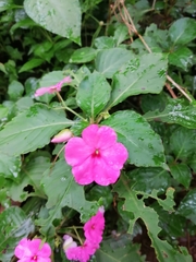 Impatiens walleriana