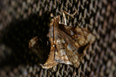 Omphisa