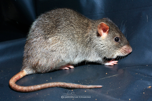 Bowers's White-toothed Rat (Berylmys bowersii) — Least Concern Mammalia