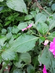 Impatiens walleriana