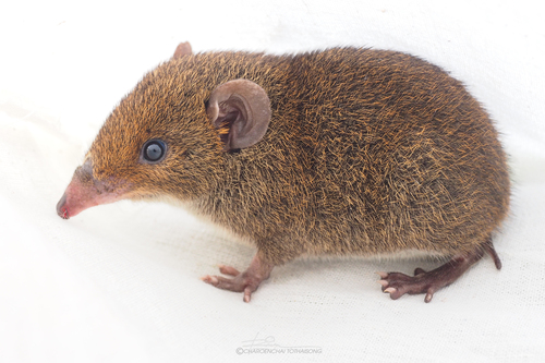 Short-tailed Gymnure (Hylomys suillus) — Least Concern Mammalia