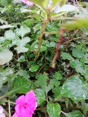 Impatiens walleriana