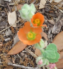 Sphaeralcea lindheimeri