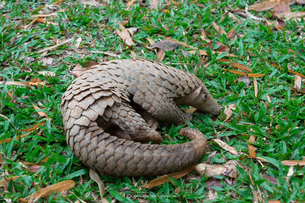 Sunda Pangolin in April 2011 by Binturong27 · iNaturalist