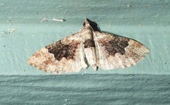 Mnesiloba eupitheciata