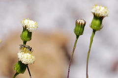Senecio paniculatus