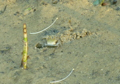 Scopimera inflata