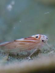 Caladonus coquilletti