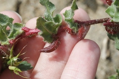 Camissoniopsis lewisii
