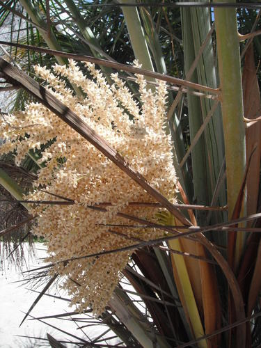 Reclining Date Palm