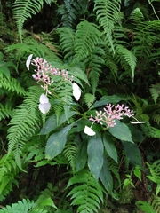 Hydrangea densifolia