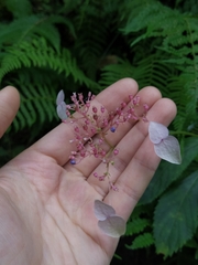 Hydrangea densifolia