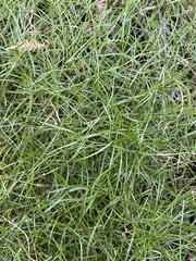 Schoenus maschalinus