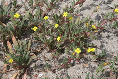 Camissoniopsis lewisii