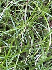 Schoenus maschalinus