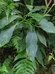 Hydrangea densifolia