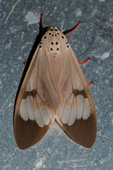 Amerila astreus