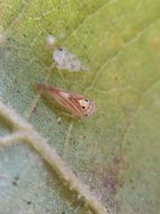 Caladonus coquilletti