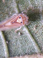 Caladonus coquilletti